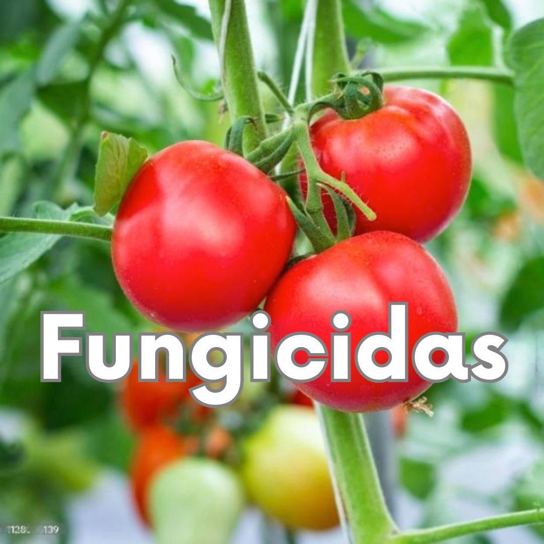 Fungicidas